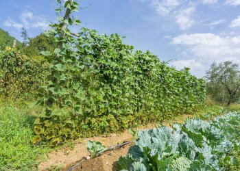 Independent house Vallecontieri, Santopadre - photo 19