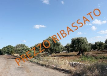 Terreno grande estensione prezz ribassato.jpg - Terreno edificabile Strada Statale 16 Uscita Zona Industriale, Monopoli - foto 1