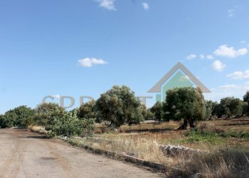 IMG_4960.JPG - Terreno edificabile Strada Statale 16 Uscita Zona Industriale, Monopoli - foto 2