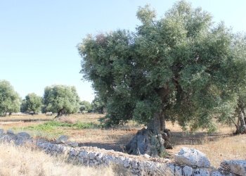 IMG_4951.JPG - Terreno edificabile Strada Statale 16 Uscita Zona Industriale, Monopoli - foto 3