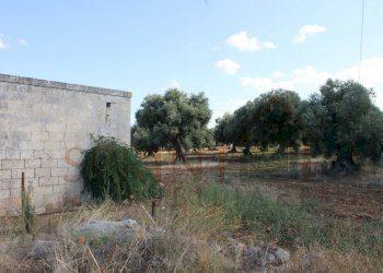 IMG_4954.JPG - Terreno edificabile Strada Statale 16 Uscita Zona Industriale, Monopoli - foto 5