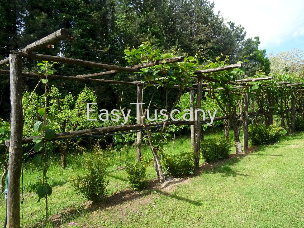 DSC02597.JPG - Villa Capannori - foto 3