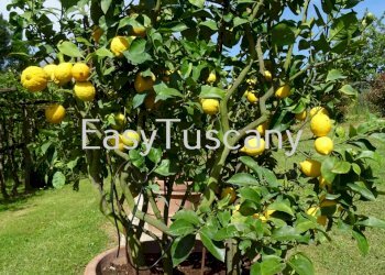 DSC02600.JPG - Villa Capannori - foto 6