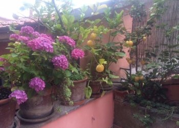 IMG_6077.JPG - Appartamento Arcola - foto 9