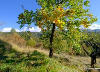 52-DSCF1465.JPG - Rustico SP7 10, Sassello - foto 24