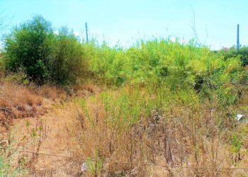 thtjj - Agricultural land via dei Ciclamini, Alcamo - photo 15