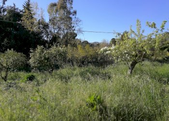 IMG_20180406_171519 (1024x768).jpg - Casale c/da niscima-grotticelle, Caltanissetta - foto 3