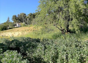 IMG_20180406_174153 (1024x768).jpg - Casale c/da niscima-grotticelle, Caltanissetta - foto 10