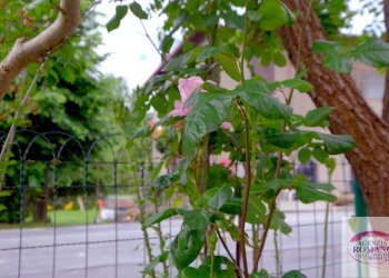 Rif 121(Copy108).jpg - Casale Via Giovo 130, Pontinvrea - foto 7