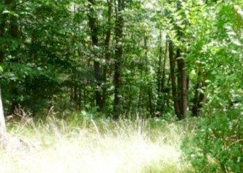 Rif 565 13.JPG - Appartamento Urbe - foto 13