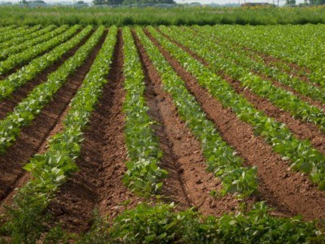 terreno_agr_-_copia - Terreno agricolo via MONTENERO, 22, Garbagnate Milanese - foto 2