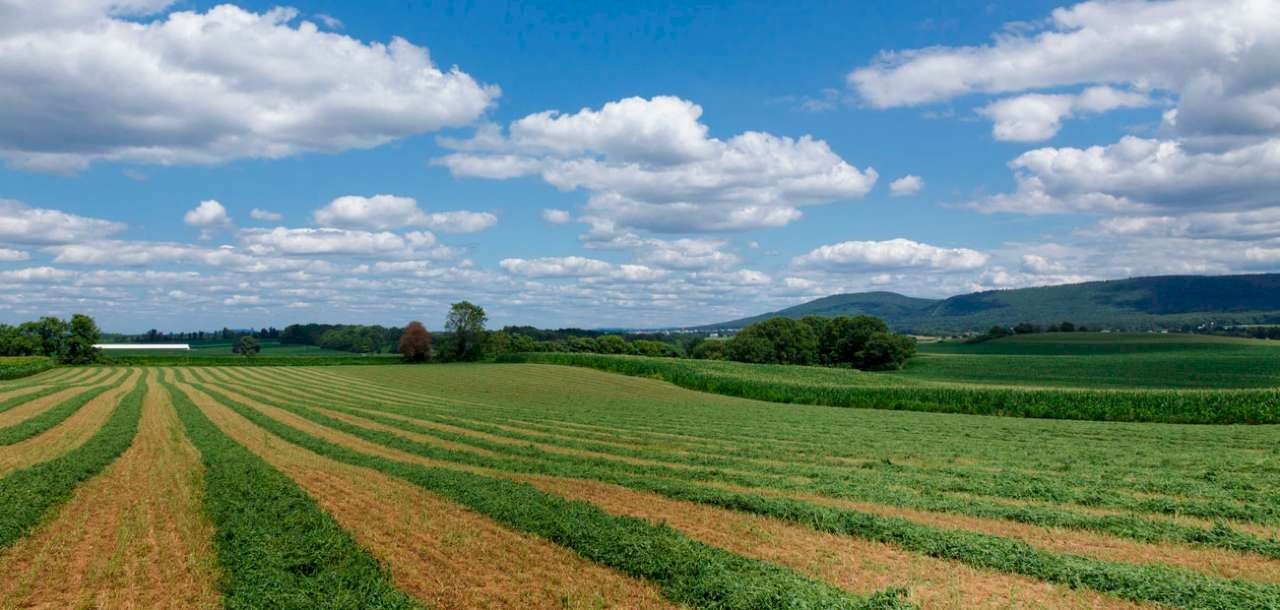 producción-agrícola - Terreno agricolo via MONTENERO, 22, Garbagnate Milanese - foto 1