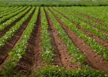 terreno_agr_-_copia - Terreno agricolo via MONTENERO, 22, Garbagnate Milanese - foto 2