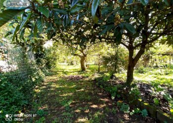 Terreno agricolo VIA DEL GINEPRO, Manziana - foto 6