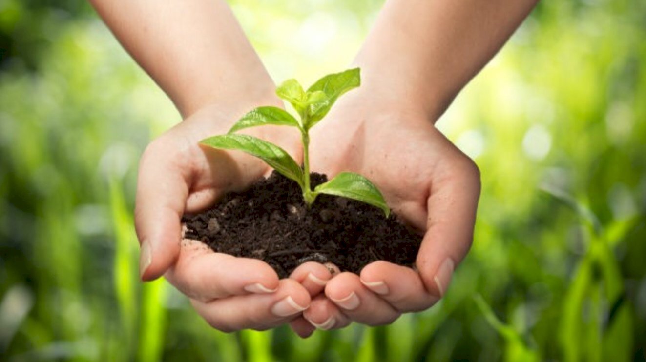 Terreno agricolo Casale sul Sile - foto 1