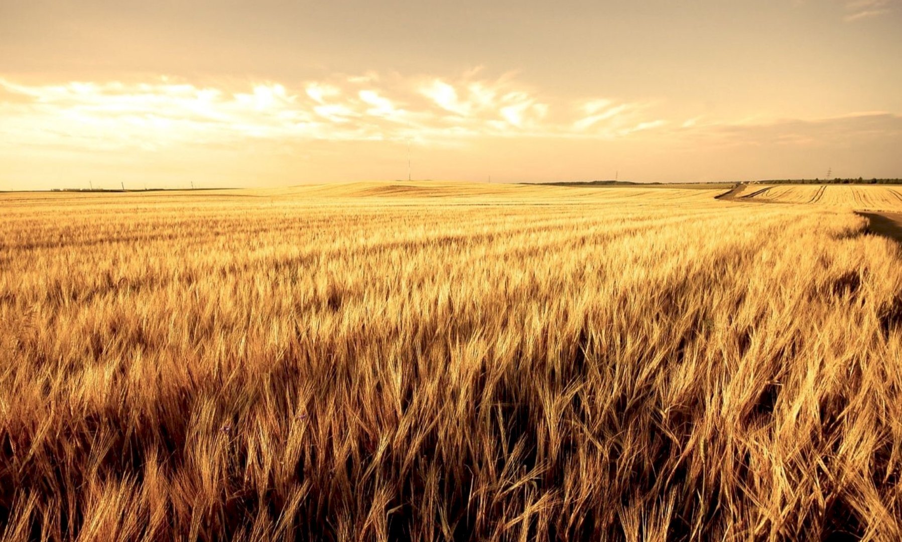 Terreno agricolo Casale sul Sile - foto 2