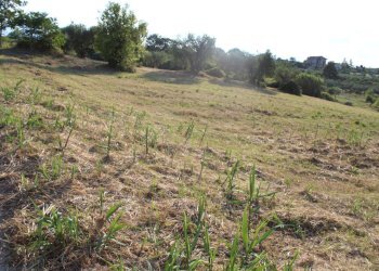 IMG_7326.JPG - Terreno edificabile Marcianese, Lanciano - foto 6
