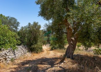 6N7A8620.jpg - Casale Contrada Torchiano, Monopoli - foto 19