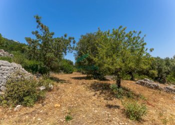 6N7A8624.jpg - Casale Contrada Torchiano, Monopoli - foto 23