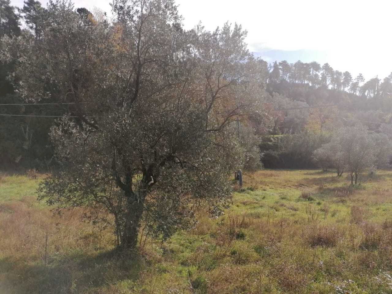 IMG-20201121-WA0003.jpg - Agricultural land Sarzana - photo 1