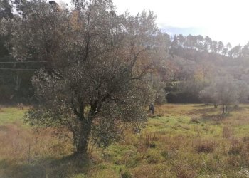 IMG-20201121-WA0003.jpg - Terreno agricolo Sarzana - foto 1