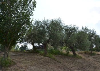 Rustico C.da San Venanzo, Castignano - foto 19