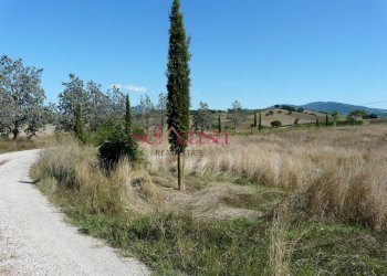 Azienda agricola Cinigiano - foto 6
