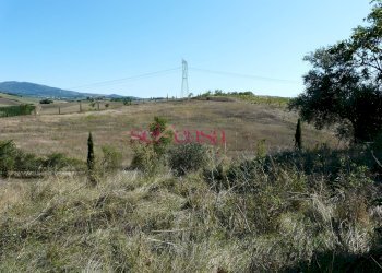 Azienda agricola Cinigiano - foto 13