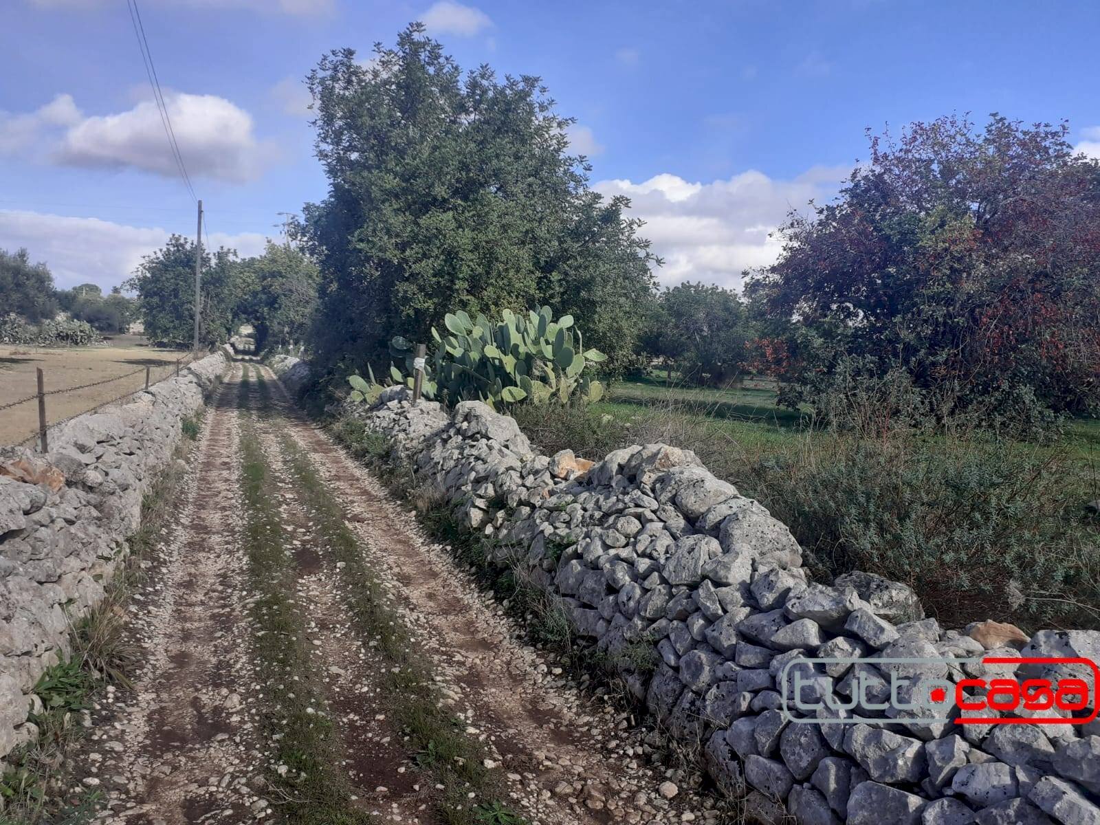 Agricultural land C.DA LINCINO/BOMMACCHIA, Scicli - photo 3