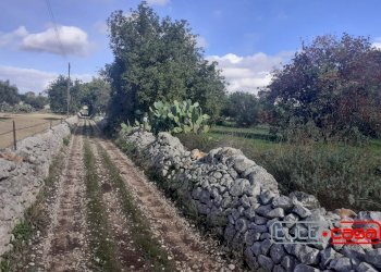 Agricultural land C.DA LINCINO/BOMMACCHIA, Scicli - photo 3