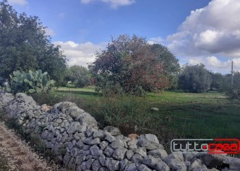 Agricultural land C.DA LINCINO/BOMMACCHIA, Scicli - photo 4