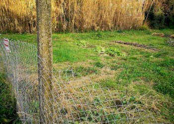 IMG_20201218_155220.jpg - Terreno agricolo Via Carbone 16, Castelnuovo Magra - foto 3