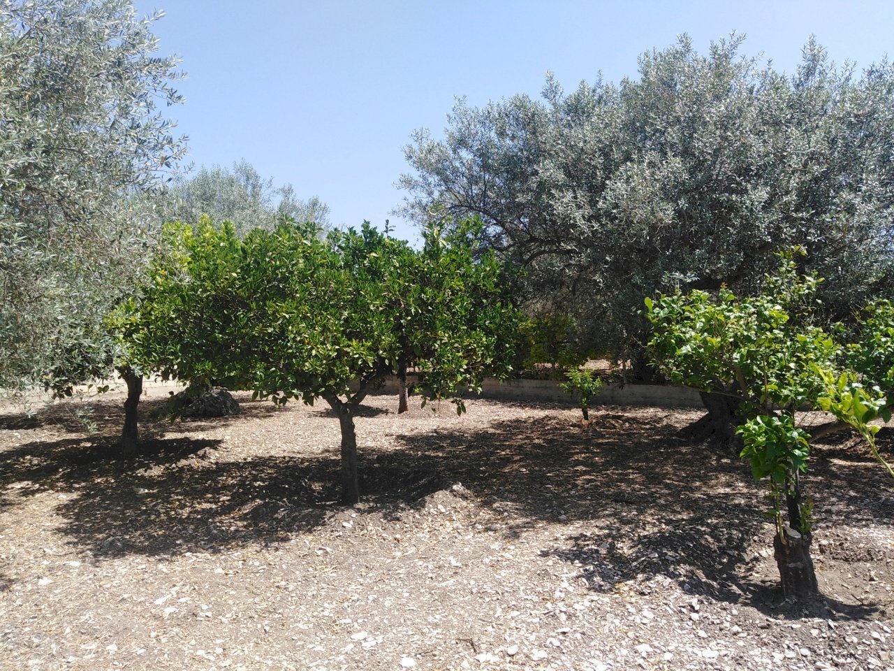 IMG_20200627_111754.jpg - Villa Chiaramonte Gulfi - foto 3