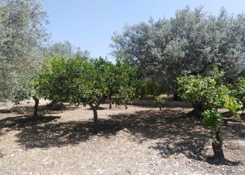 IMG_20200627_111754.jpg - Villa Chiaramonte Gulfi - foto 3