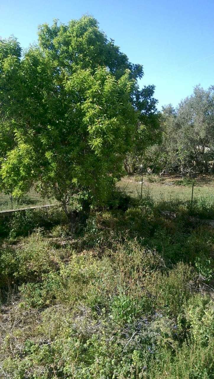 IMG-20190310-WA0013.jpg - Casale Ragusa - foto 3