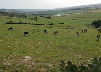 20180411_171112.jpg - Rustico Ragusa - foto 7