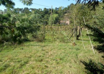 DSCN9996.JPG - Villa Via per Chiatri, Lucca - foto 30