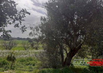 Agricultural land CONTRADA FONDO CANE, Scicli - photo 2