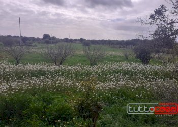 Agricultural land CONTRADA FONDO CANE, Scicli - photo 3