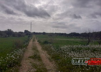 Agricultural land CONTRADA FONDO CANE, Scicli - photo 5