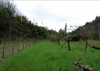 TERRENO - Terreno agricolo Fosdinovo - foto 4