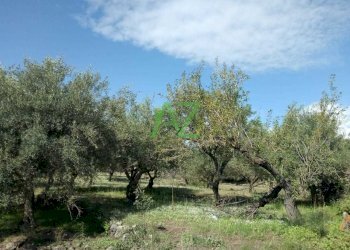 terreno - Terreno edificabile Pedara - foto 2