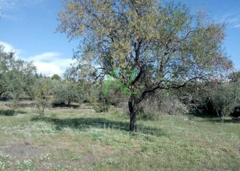 terreno - Terreno edificabile Pedara - foto 3